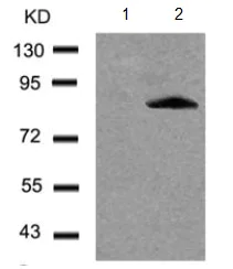 Western blot - Anti-FOXO1A (phospho S256) antibody (AB131339)