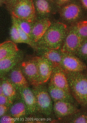 Immunocytochemistry/ Immunofluorescence - Anti-FOXO1A (phospho S319) antibody (AB47326)