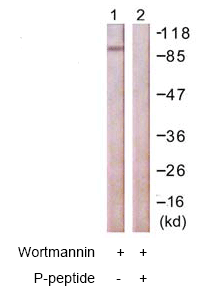 Western blot - Anti-FOXO1A (phospho S322 + S325) antibody (AB60945)