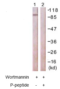 Western blot - Anti-FOXO1A (phospho S322 + S325) antibody (AB60945)
