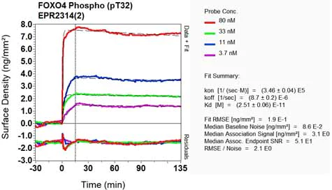 OI-RD Scanning - Anti-FOXO1A (pT24)+FOXO3A (pT32)+FOXO4 (pT28)+FOXO6 (pT26) antibody (AB128876)