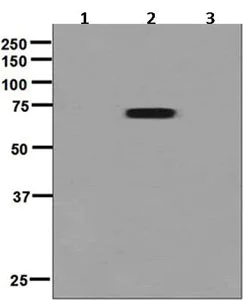 Western blot - Anti-FOXO1A (pT24)+FOXO3A (pT32)+FOXO4 (pT28)+FOXO6 (pT26) antibody - BSA and Azide free (AB248200)