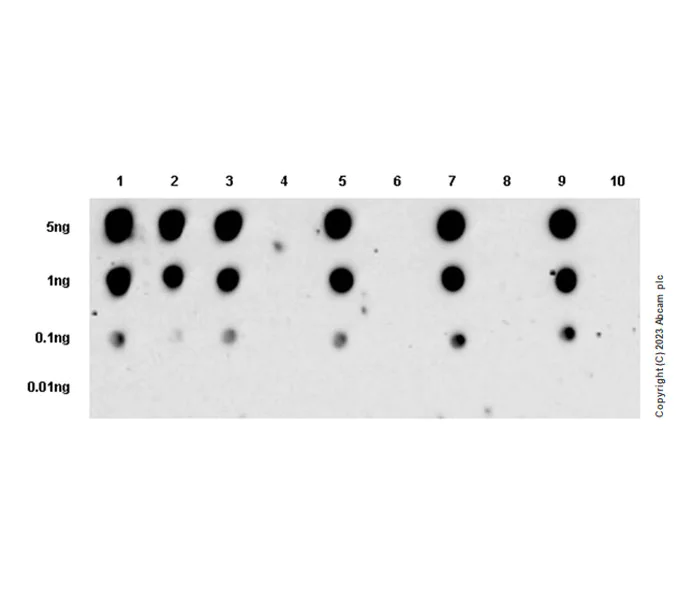 Dot Blot - Anti-FOXO1A (pT24)+FOXO3A (pT32)+FOXO4 (pT28)+FOXO6 (pT26) antibody [EPR28359-78] (AB312326)