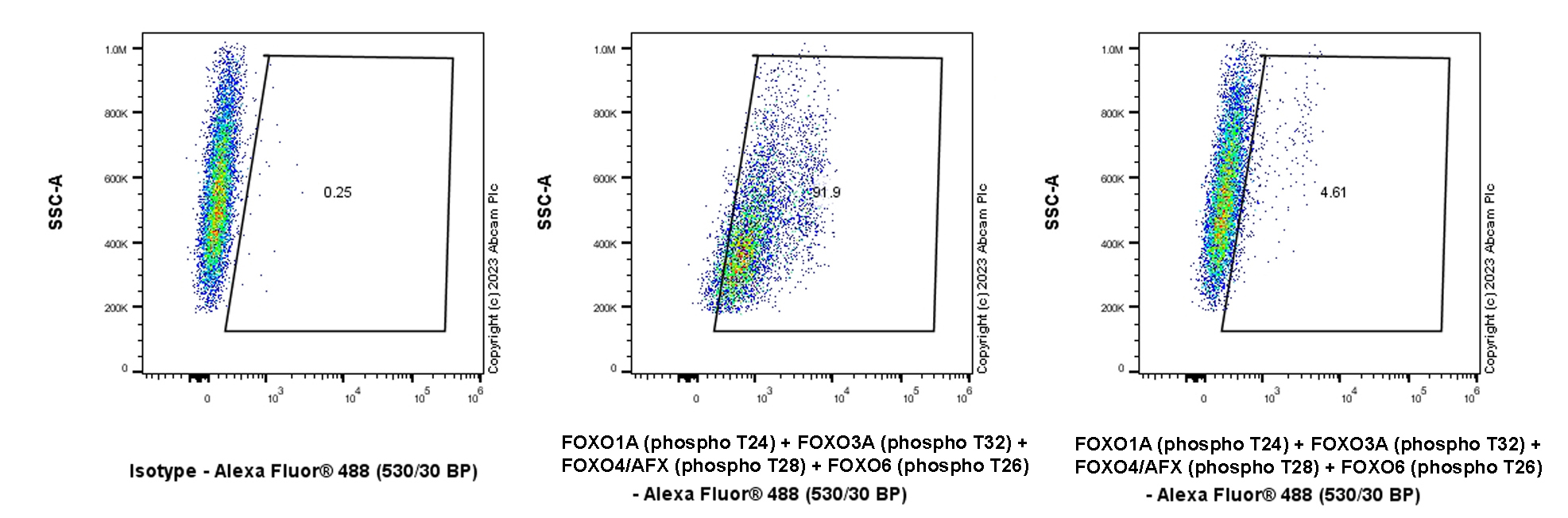Flow Cytometry (Intracellular) - Anti-FOXO1A (pT24)+FOXO3A (pT32)+FOXO4 (pT28)+FOXO6 (pT26) antibody [EPR28359-78] (AB312326)
