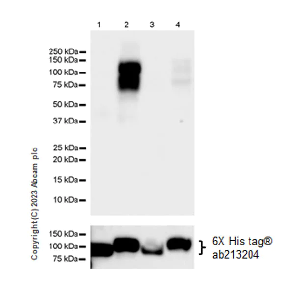 Western blot - Anti-FOXO1A (pT24)+FOXO3A (pT32)+FOXO4 (pT28)+FOXO6 (pT26) antibody [EPR28359-78] (AB312326)