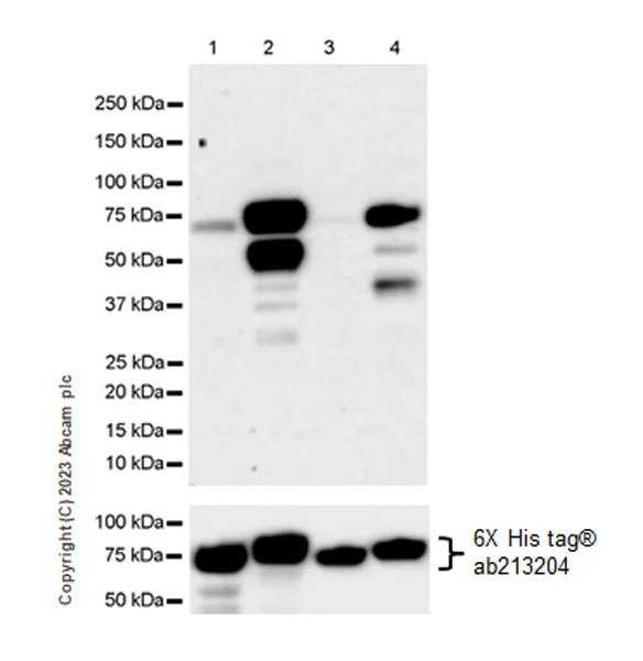 Western blot - Anti-FOXO1A (pT24)+FOXO3A (pT32)+FOXO4 (pT28)+FOXO6 (pT26) antibody [EPR28359-78] (AB312326)