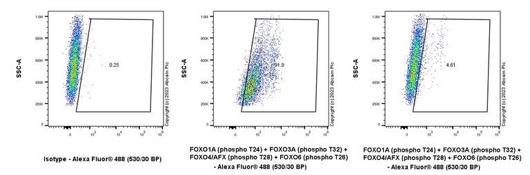 Flow Cytometry (Intracellular) - Anti-FOXO1A (pT24)+FOXO3A (pT32)+FOXO4 (pT28)+FOXO6 (pT26) antibody [EPR28359-78]-BSA and Azide free (AB312327)