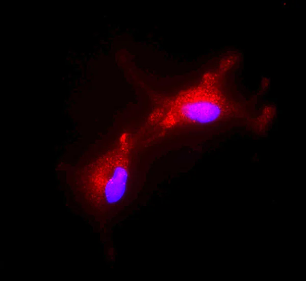 Immunocytochemistry/ Immunofluorescence - Anti-FOXO3A antibody (AB12162)