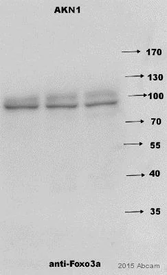 Western blot - Anti-FOXO3A antibody (AB17026)