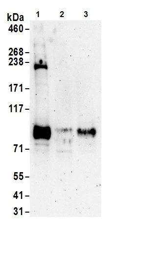 Western blot - Anti-FOXO3A antibody (AB70314)