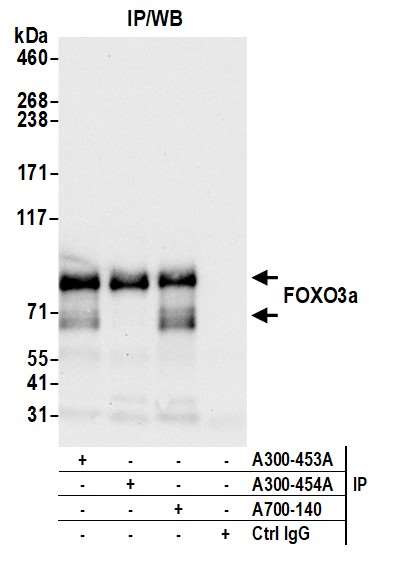 Immunoprecipitation - Anti-FOXO3a antibody [BLR140H] - BSA free (AB314087), expandable thumbnail