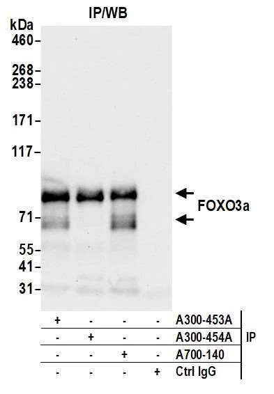 Immunoprecipitation - Anti-FOXO3a antibody [BLR140H] - BSA free (AB314087)