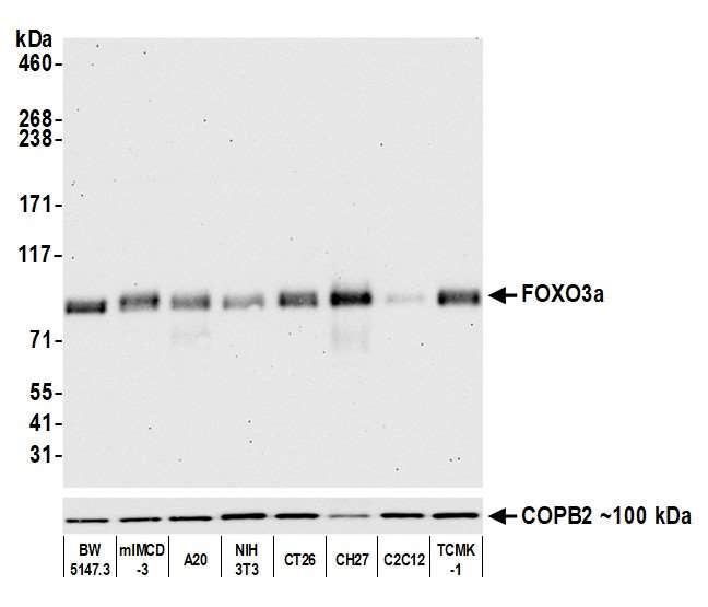 Western blot - Anti-FOXO3a antibody [BLR140H] - BSA free (AB314087), expandable thumbnail