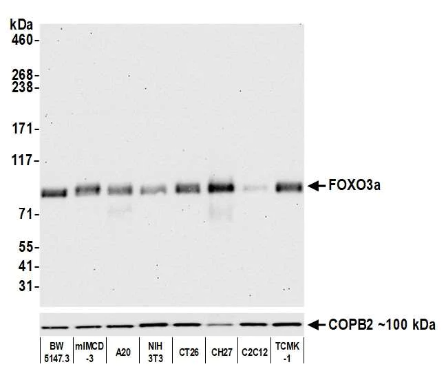 Western blot - Anti-FOXO3a antibody [BLR140H] - BSA free (AB314087)