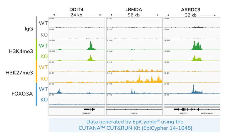ChIC/CUT&RUN sequencing - Anti-FOXO3A antibody [EPR1950] (AB109629)