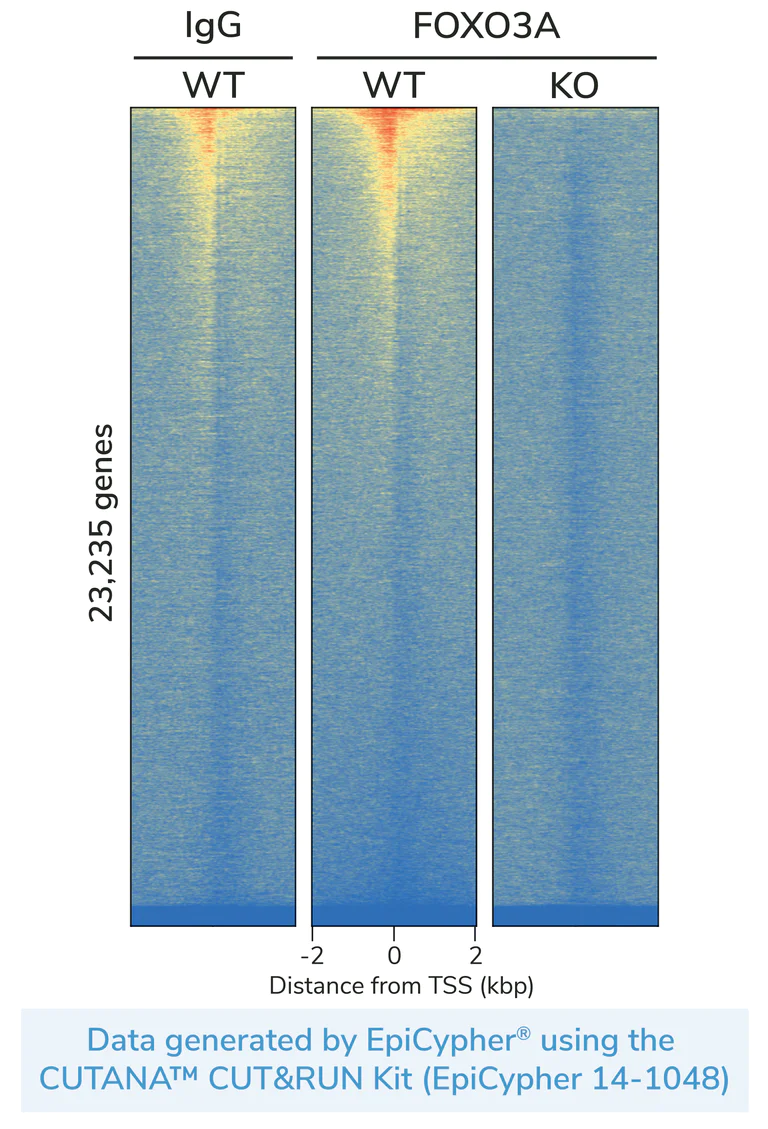 ChIC/CUT&RUN sequencing - Anti-FOXO3A antibody [EPR1950] (AB109629)