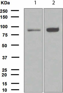 Western blot - Anti-FOXO3A antibody [EPR1950] (AB109629), expandable thumbnail