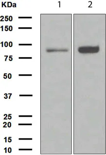 Western blot - Anti-FOXO3A antibody [EPR1950] (AB109629)