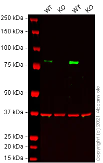 Western blot - Anti-FOXO3A antibody [EPR1950] - BSA and Azide free (AB232393)
