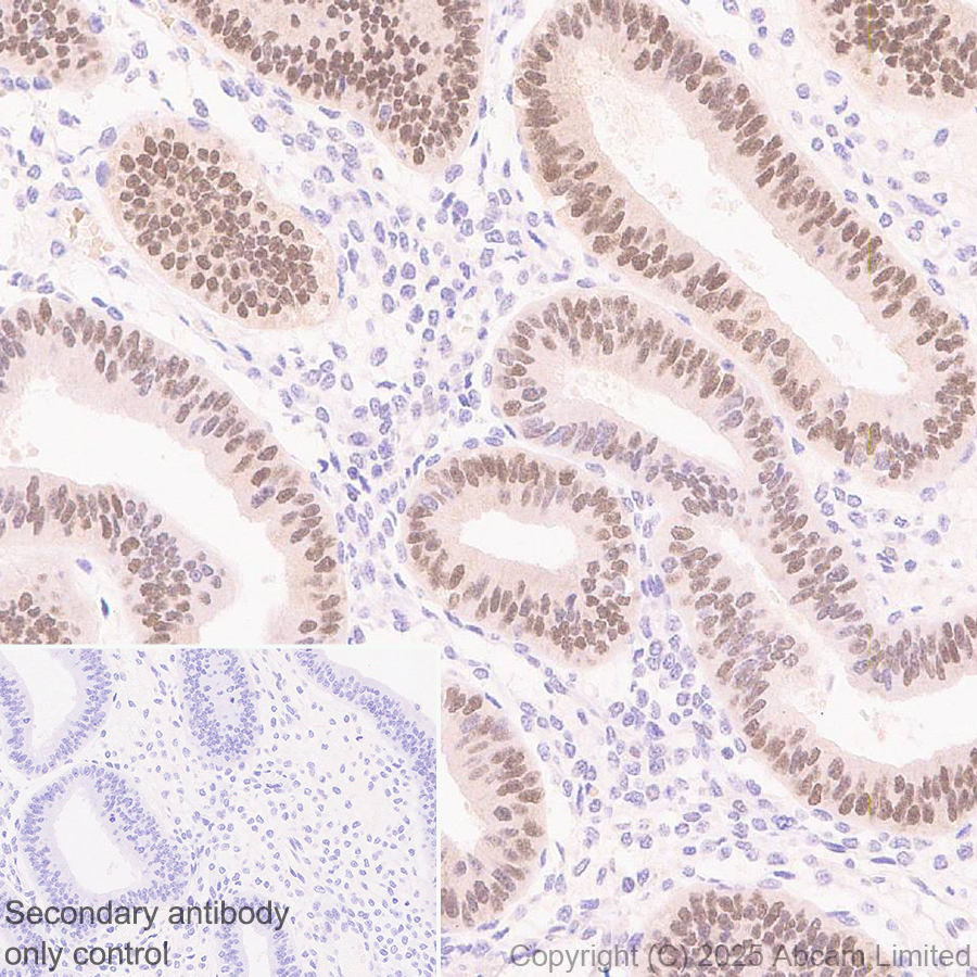Immunohistochemistry (Formalin/PFA-fixed paraffin-embedded sections) - Anti-FOXO3A antibody [EPR29854-587] (AB323467), expandable thumbnail