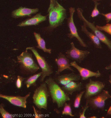 Immunocytochemistry/ Immunofluorescence - Anti-FOXO3A (phospho S253) antibody (AB47285)