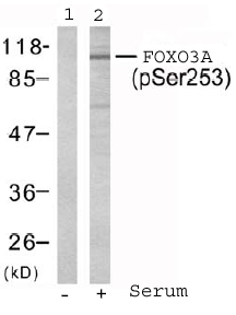 Anti-FOXO3A (phospho S253) antibody (ab47285) | Abcam