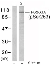 Western blot - Anti-FOXO3A (phospho S253) antibody (AB47285)