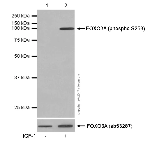Western blot - Anti-FOXO3A (phospho S253) antibody [EPR1951(2)] (AB154786)