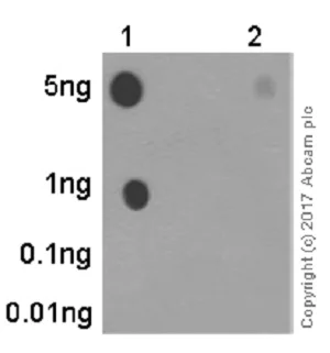 Dot Blot - Anti-FOXO3A (phospho S253) antibody [EPR1951(2)] - BSA and Azide free (AB240127)