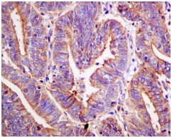 Immunohistochemistry (Formalin/PFA-fixed paraffin-embedded sections) - Anti-FOXO3A (phospho S253) antibody [EPR1951(2)] - BSA and Azide free (AB240127)