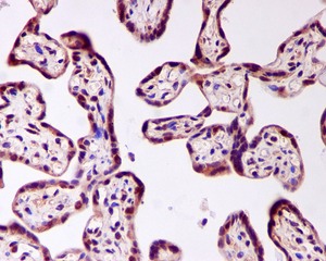 Immunohistochemistry (Formalin/PFA-fixed paraffin-embedded sections) - Anti-FOXO4/AFX antibody [EPR2150(3)] (AB126757)