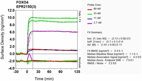 OI-RD Scanning - Anti-FOXO4/AFX antibody [EPR2150(3)] - BSA and Azide free (AB248170), expandable thumbnail