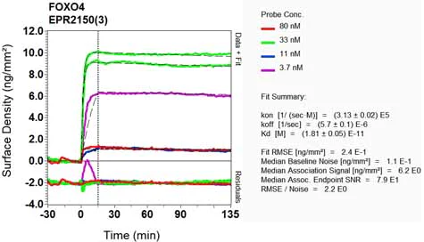 OI-RD Scanning - Anti-FOXO4/AFX antibody [EPR2150(3)] - BSA and Azide free (AB248170)