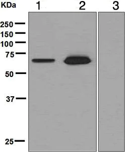 Western blot - Anti-FOXO4/AFX antibody [EPR2150(3)] - BSA and Azide free (AB248170)