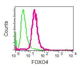 Flow Cytometry (Intracellular) - Anti-FOXO4/AFX antibody [EPR5442] (AB128908), expandable thumbnail