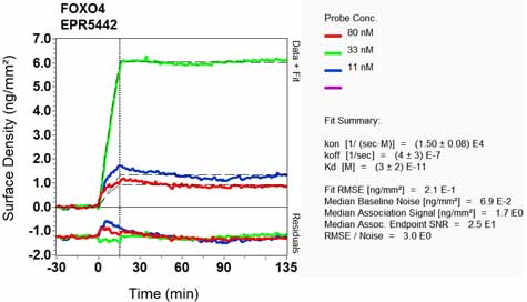 OI-RD Scanning - Anti-FOXO4/AFX antibody [EPR5442] (AB128908), expandable thumbnail