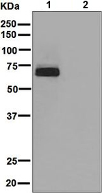Western blot - Anti-FOXO4/AFX antibody [EPR5442] (AB128908), expandable thumbnail