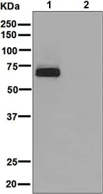 Western blot - Anti-FOXO4/AFX antibody [EPR5442] (AB128908)