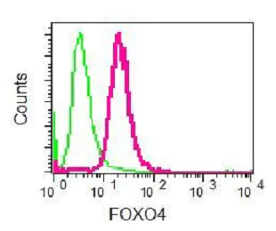 Flow Cytometry (Intracellular) - Anti-FOXO4/AFX antibody [EPR5442] - BSA and Azide free (AB232029)