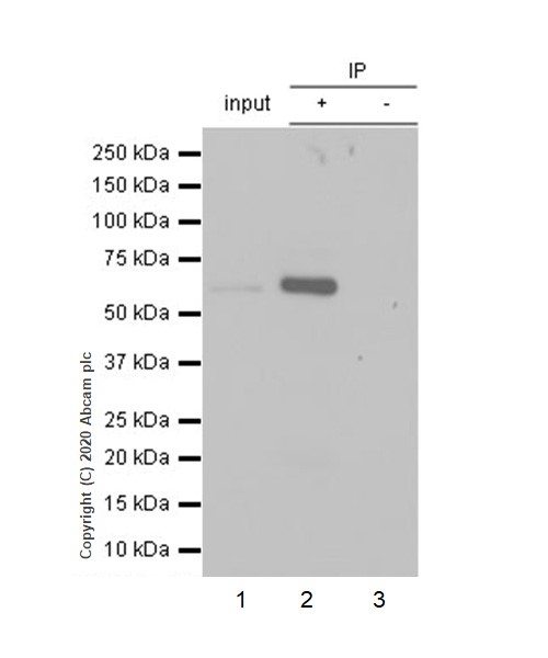 Immunoprecipitation - Anti-FOXO4/AFX antibody [EPR5442] - BSA and Azide free (AB232029), expandable thumbnail
