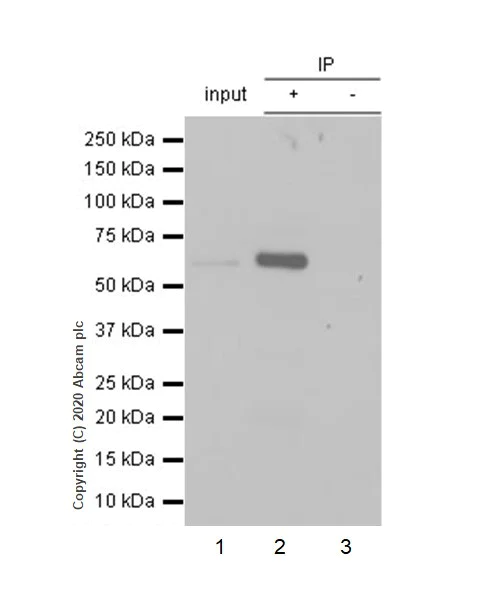 Immunoprecipitation - Anti-FOXO4/AFX antibody [EPR5442] - BSA and Azide free (AB232029)