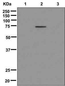 Western blot - Anti-FOXO4/AFX (phospho S193) antibody [EPR2150(N)] (AB174849)