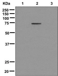Western blot - Anti-FOXO4/AFX (phospho S193) antibody [EPR2150(N)] (AB174849)