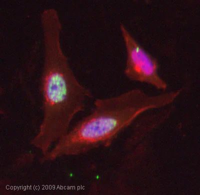 Immunocytochemistry/ Immunofluorescence - Anti-FOXO4/AFX (phospho S197) antibody (AB47278)