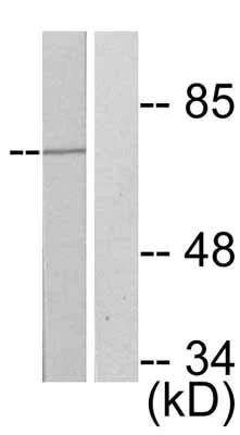Western blot - Anti-FOXO4/AFX (phospho S197) antibody (AB47278)