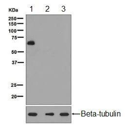 Western blot - Anti-FOXO4/AFX (phospho S262) antibody [EPR2315(2)] (AB126594)