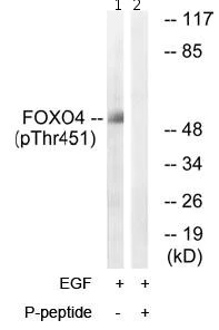 Western blot - Anti-FOXO4/AFX (phospho T451) antibody (AB79188)