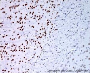 Immunohistochemistry (PFA perfusion fixed frozen sections) - Anti-FOXP1 antibody (AB16645)