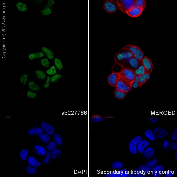 Immunocytochemistry/ Immunofluorescence - Anti-FOXP1 antibody - C-terminal (AB227788)