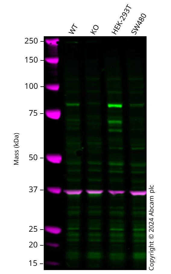 Western blot - Anti-FOXP1 antibody [EPR26484-79] (AB314488)
